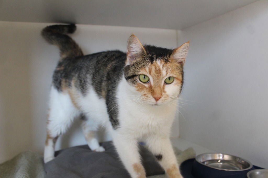 NAMI - Domestic Short Hair available for adoption