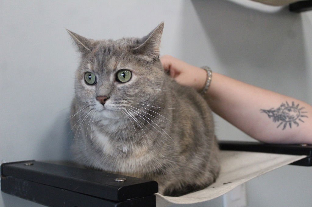 TAGALONG - Domestic Short Hair available for adoption