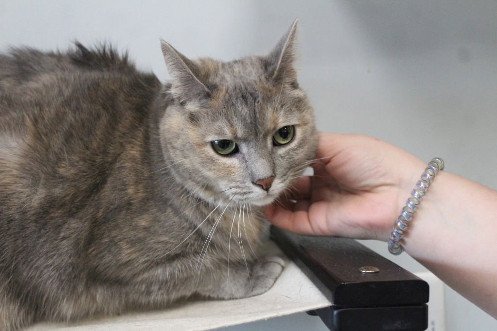 TAGALONG - Domestic Short Hair available for adoption