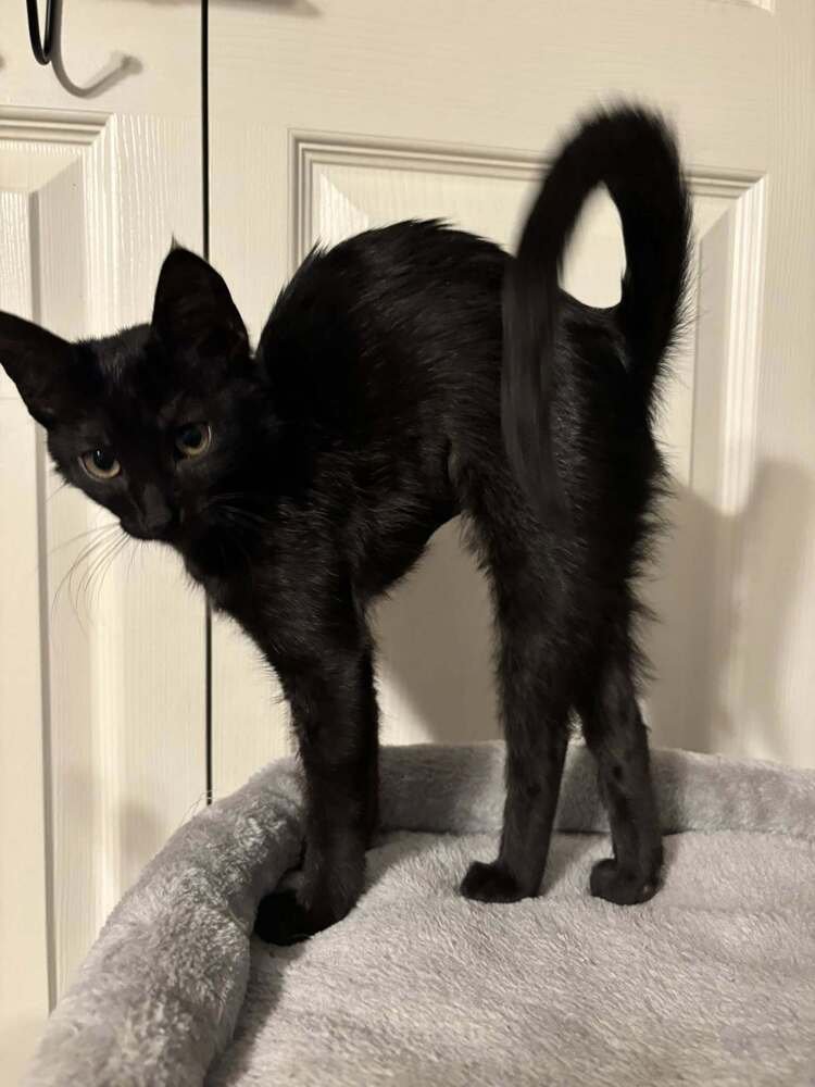 RUNE - Domestic Short Hair available for adoption