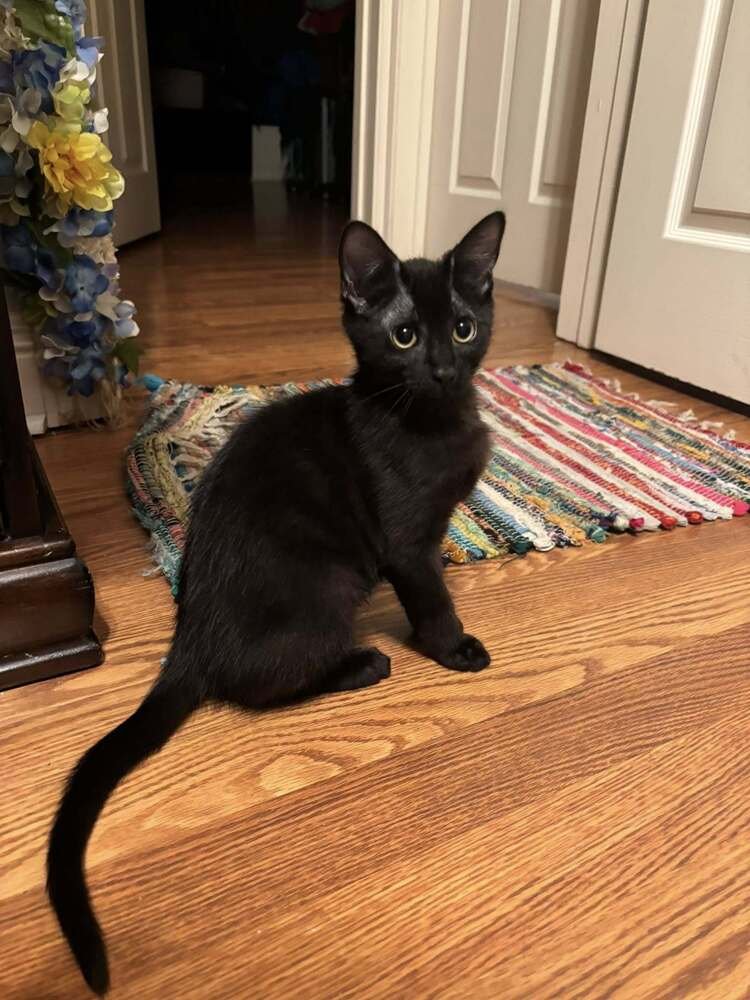 JINKS - Domestic Short Hair available for adoption