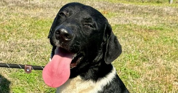 SCOUT - Terrier available for adoption