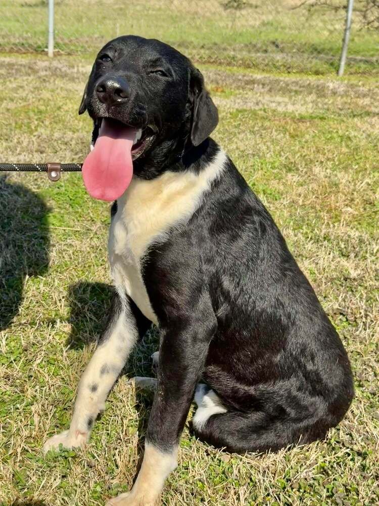 SCOUT - Terrier available for adoption