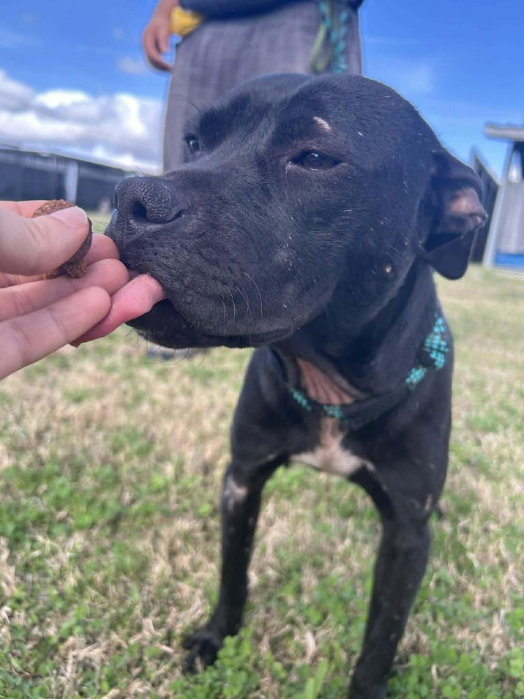 ROSALYN - Terrier available for adoption