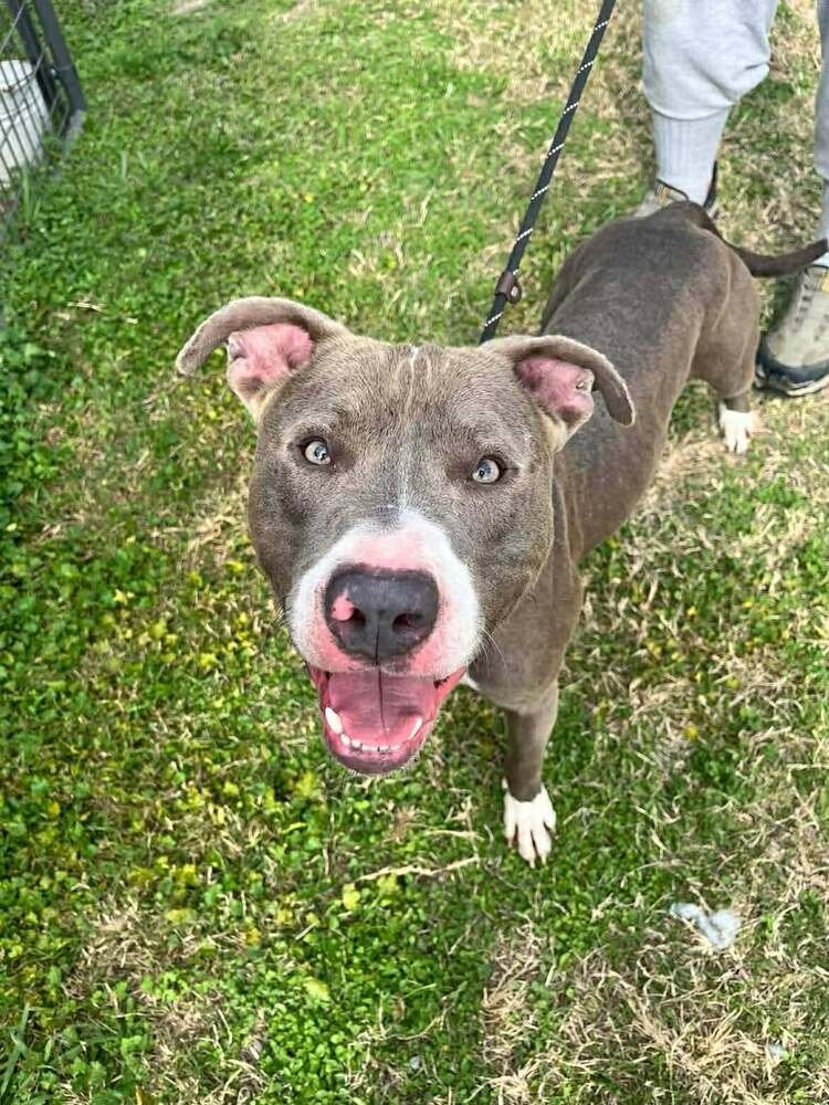 HANK - Terrier available for adoption