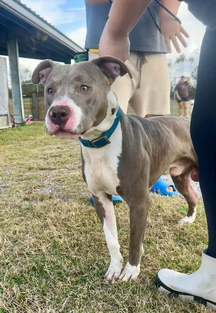 HANK - Terrier available for adoption