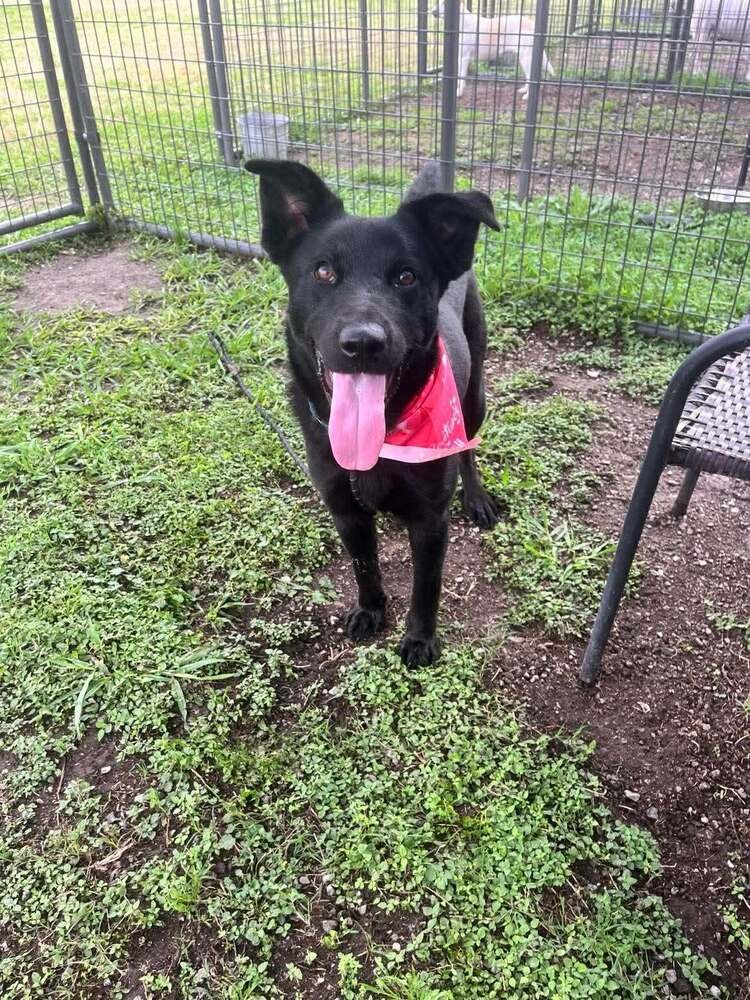 JACK - Terrier available for adoption