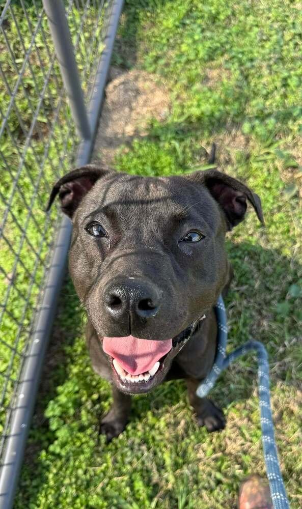 SID - Terrier available for adoption