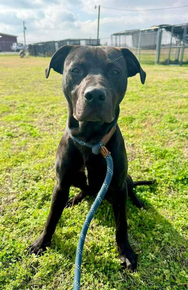 SID - Terrier available for adoption