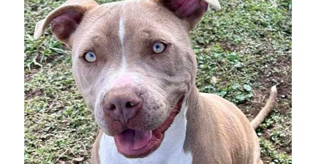 RHYLEE - Terrier available for adoption