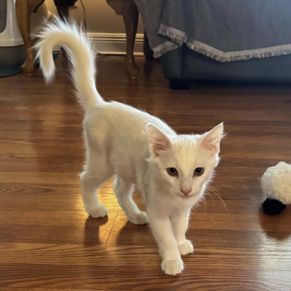 REIGN - Domestic Short Hair available for adoption