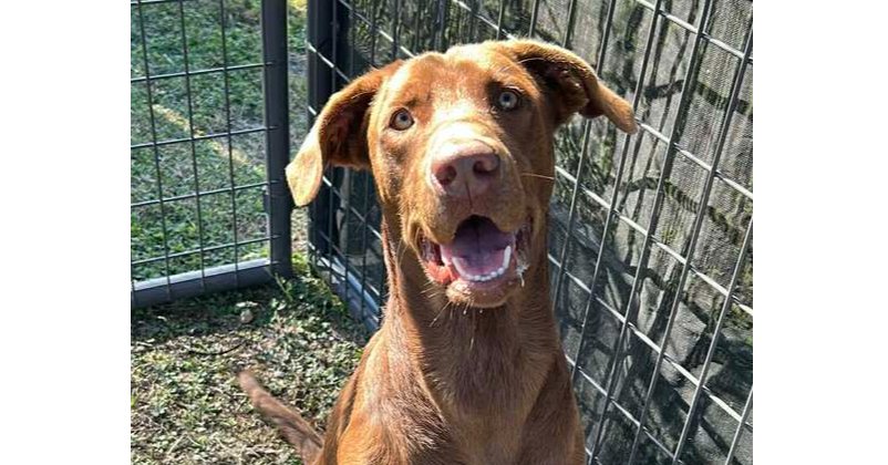 RED - Terrier available for adoption