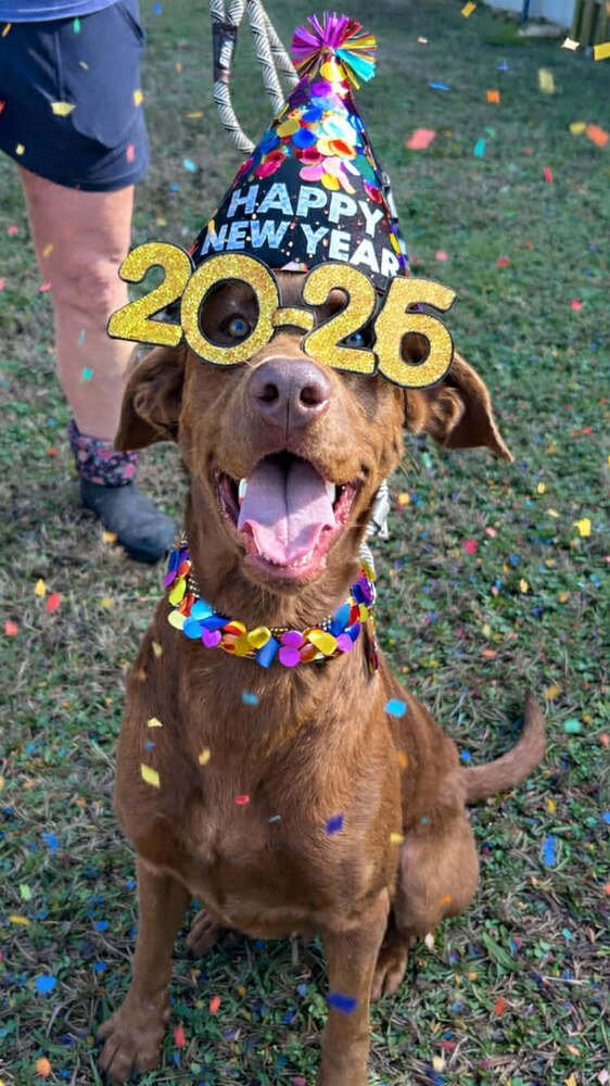 RED - Terrier available for adoption