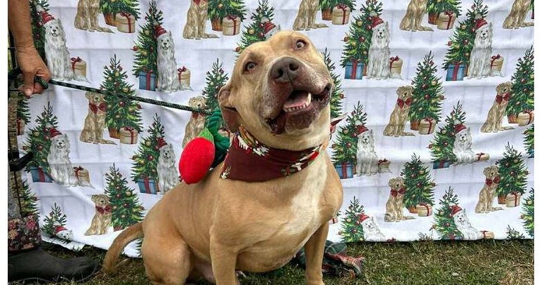 OLLIE - Terrier available for adoption