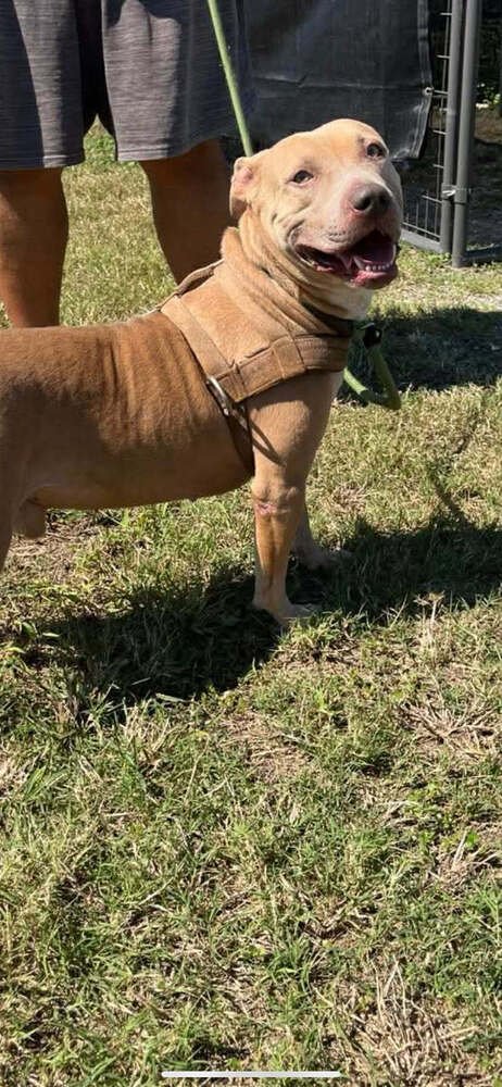 OLLIE - Terrier available for adoption