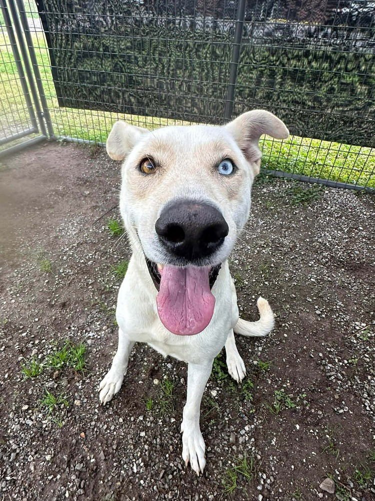 LULU - Terrier available for adoption