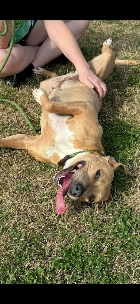 BAYLEE - Terrier available for adoption