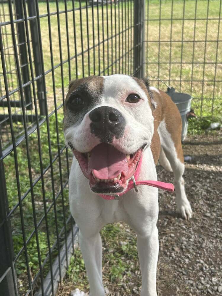 JAZZIE - Boxer available for adoption