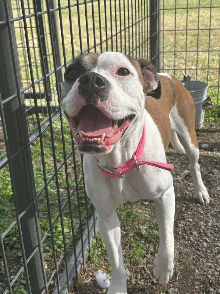 JAZZIE - Boxer available for adoption