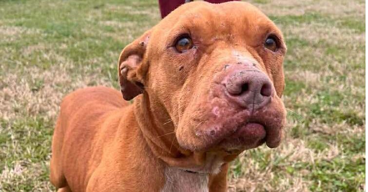 SABER - Terrier available for adoption