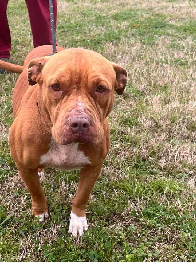 SABER - Terrier available for adoption