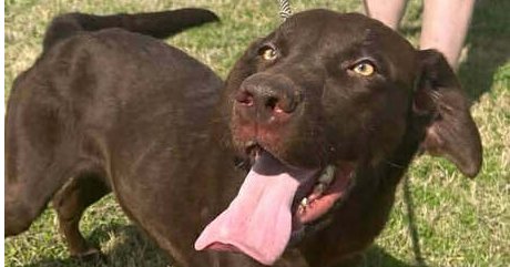 PIPER - Labrador Retriever available for adoption