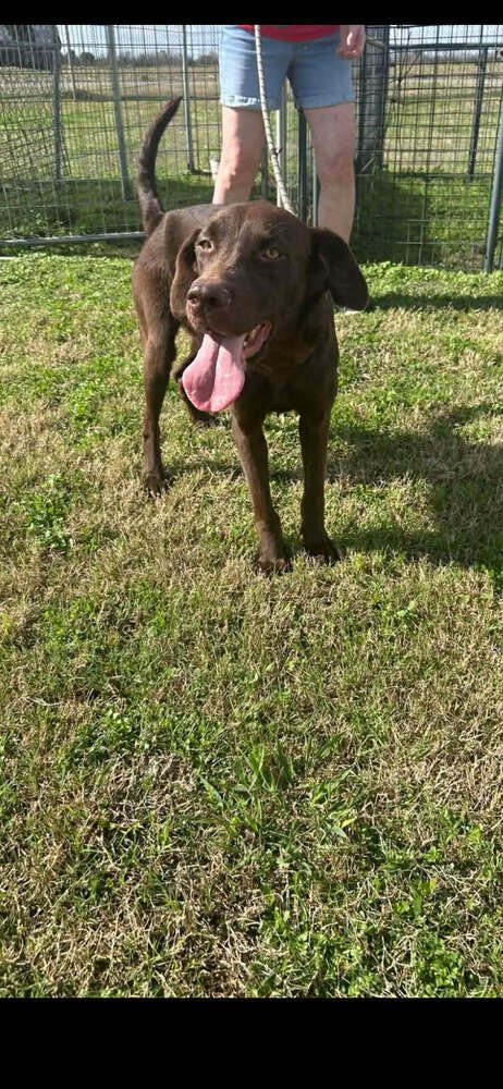 PIPER - Labrador Retriever available for adoption