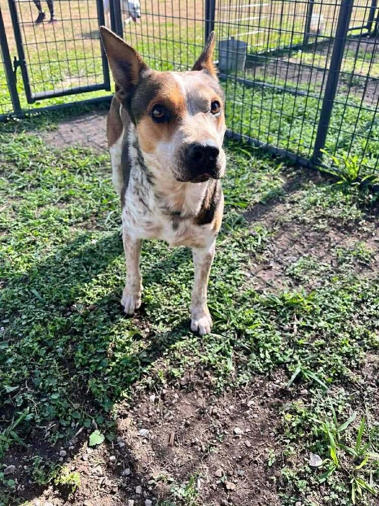 AXEL - Terrier available for adoption