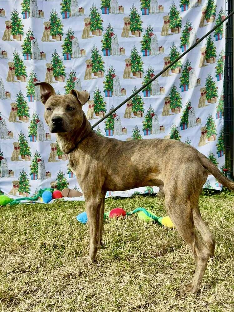 BABY BOY - Terrier available for adoption