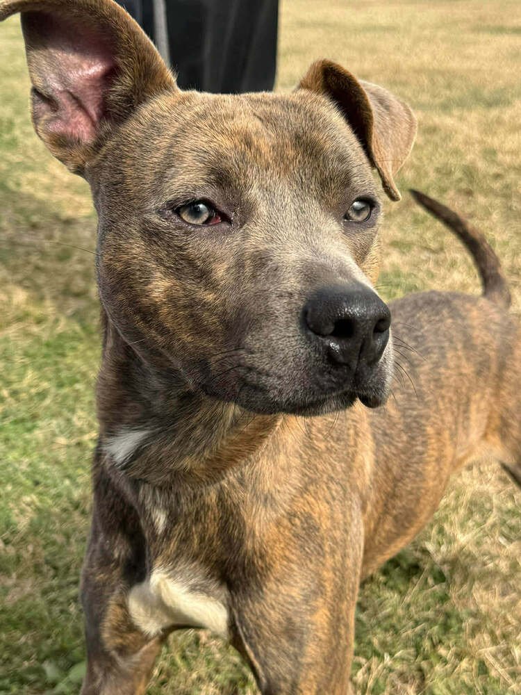 BABY BOY - Terrier available for adoption