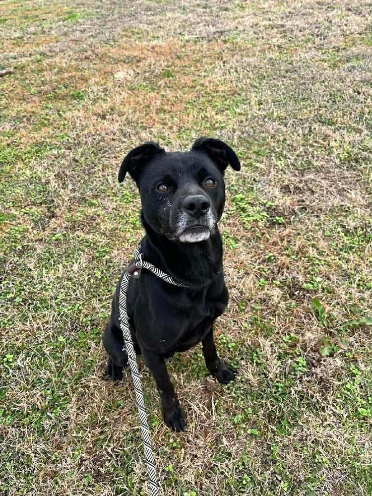 LEE - Terrier available for adoption