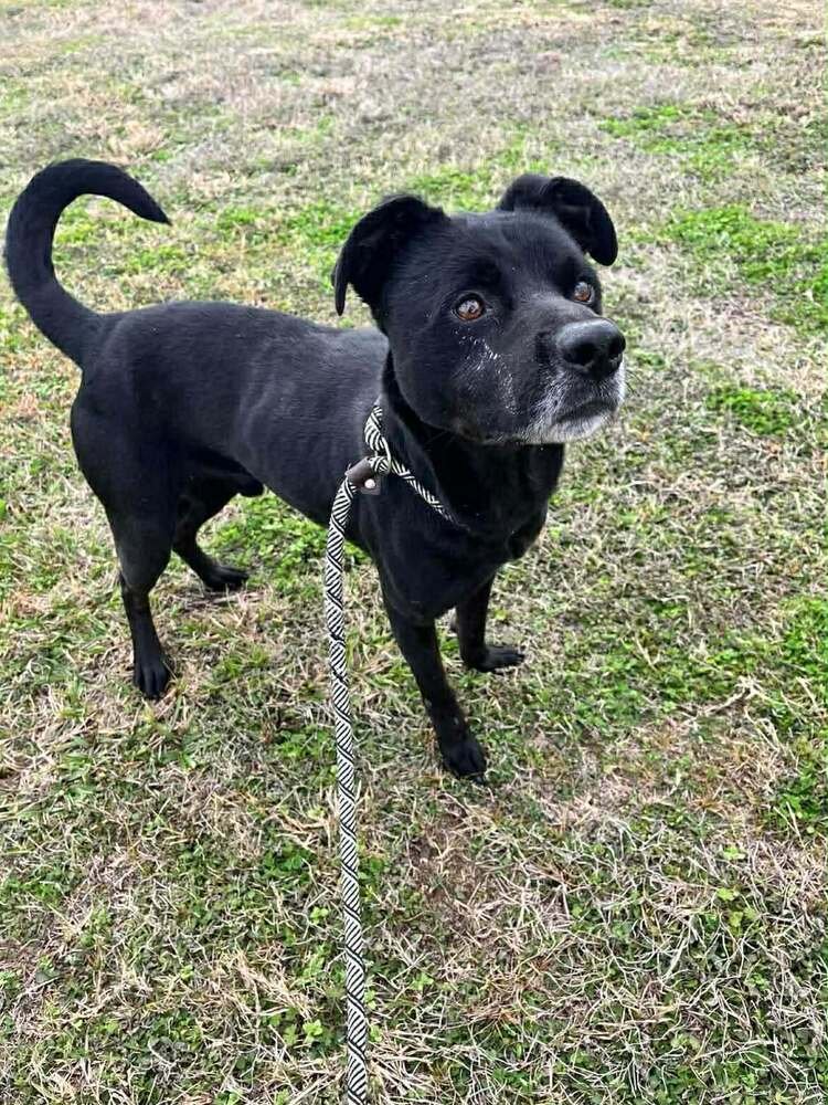 LEE - Terrier available for adoption