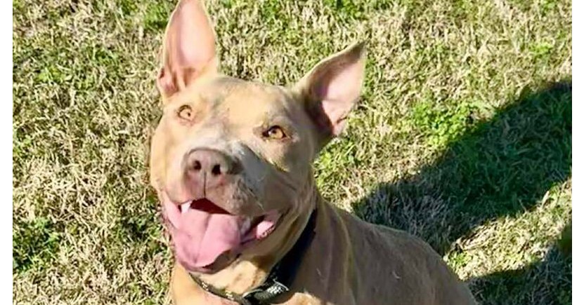 EMILY - Terrier available for adoption