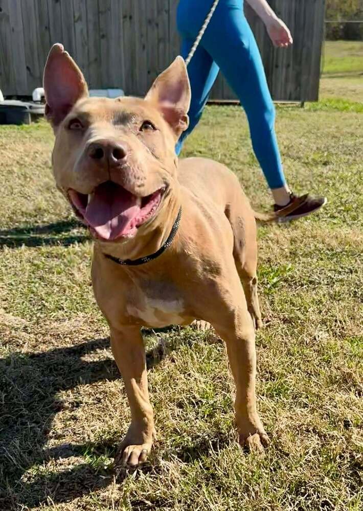 EMILY - Terrier available for adoption