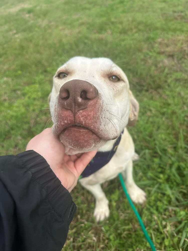 DUKE - Terrier available for adoption