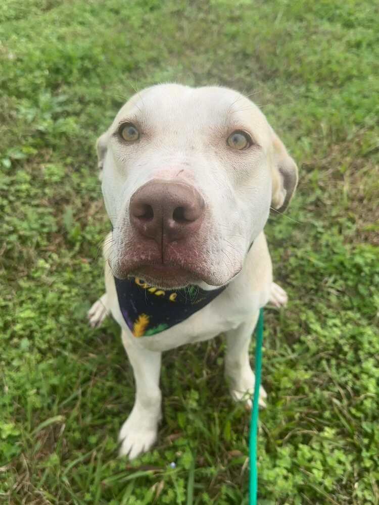 DUKE - Terrier available for adoption