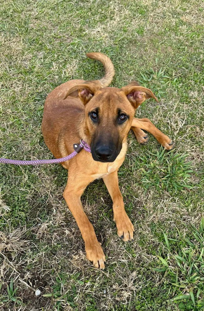 MAUI - Black Mouth Cur available for adoption