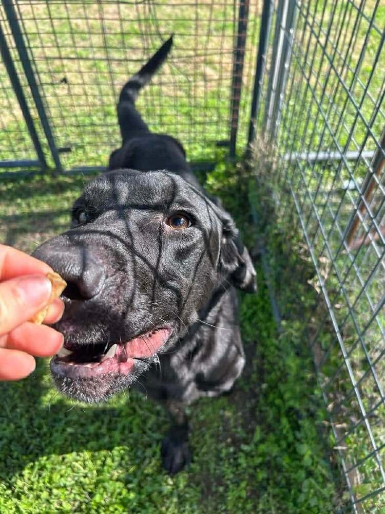 PAT - Labrador Retriever available for adoption