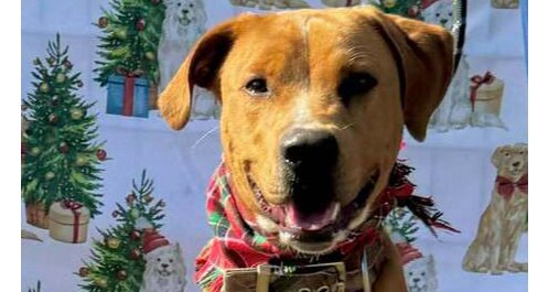 BRUNO - Terrier available for adoption