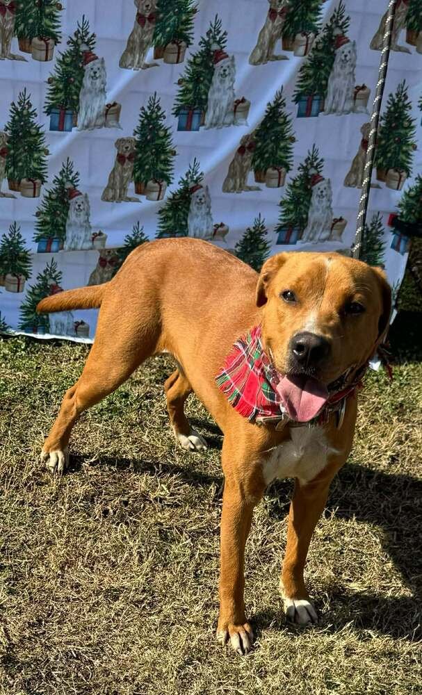 BRUNO - Terrier available for adoption