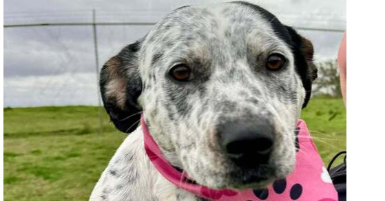 POLLY - Terrier available for adoption