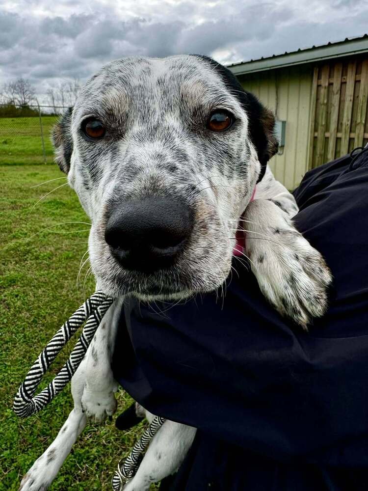 POLLY - Terrier available for adoption