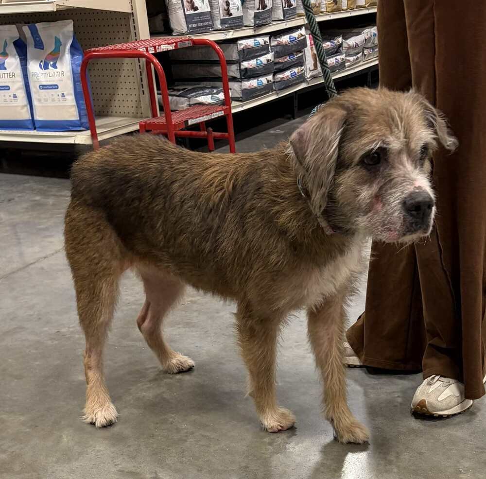 CARDI - Terrier available for adoption