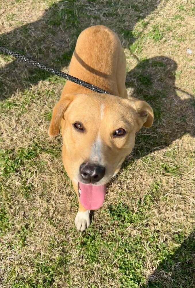 DELILAH - Terrier available for adoption