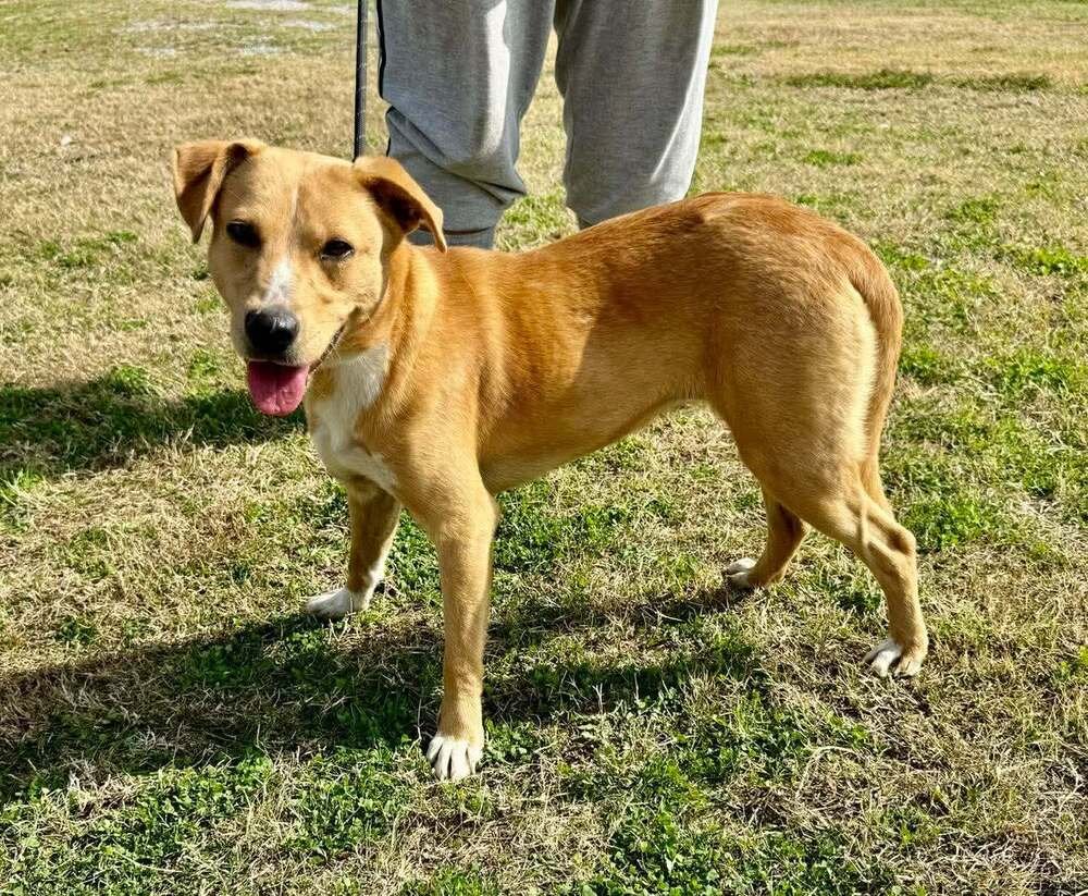 DELILAH - Terrier available for adoption