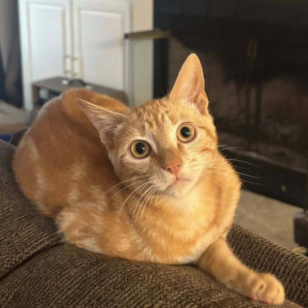 BISCUIT - Domestic Short Hair available for adoption