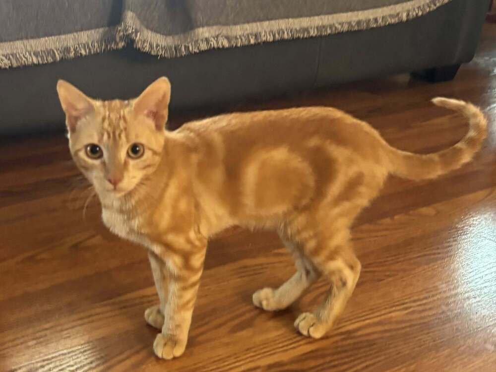 BISCUIT - Domestic Short Hair available for adoption