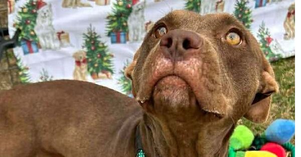 LAILA - Terrier available for adoption