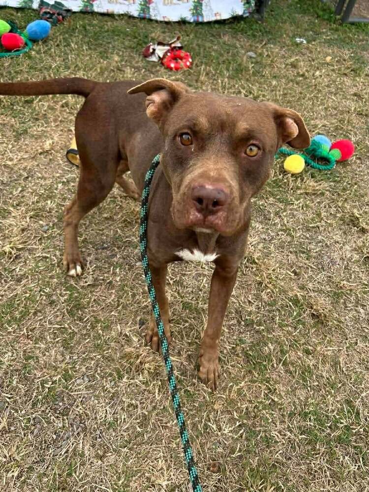 LAILA - Terrier available for adoption