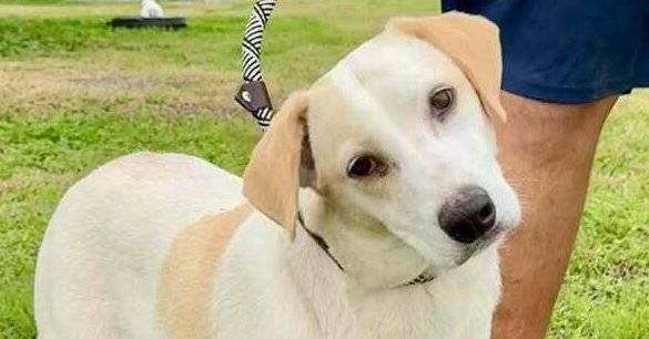 JANICE - Terrier available for adoption